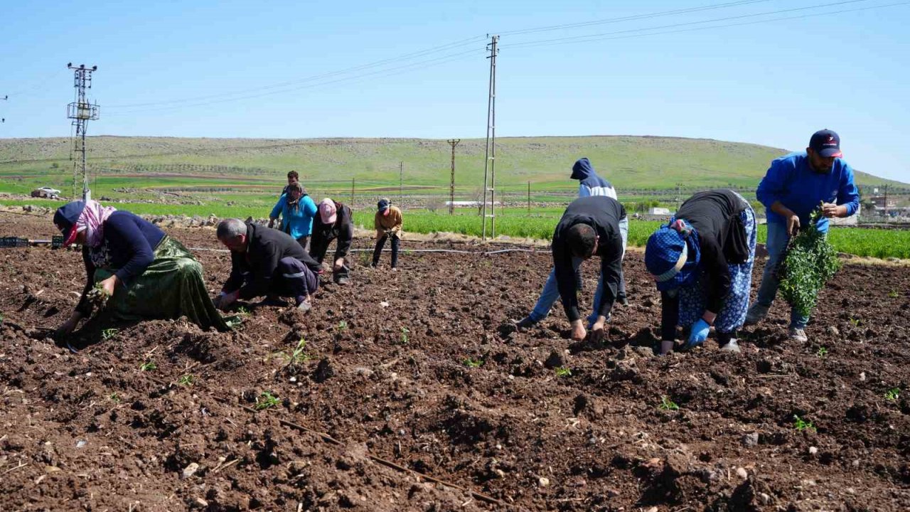 Kilis’te çiftçilerin zorlu mesaisi Ramazan’da da devam ediyor