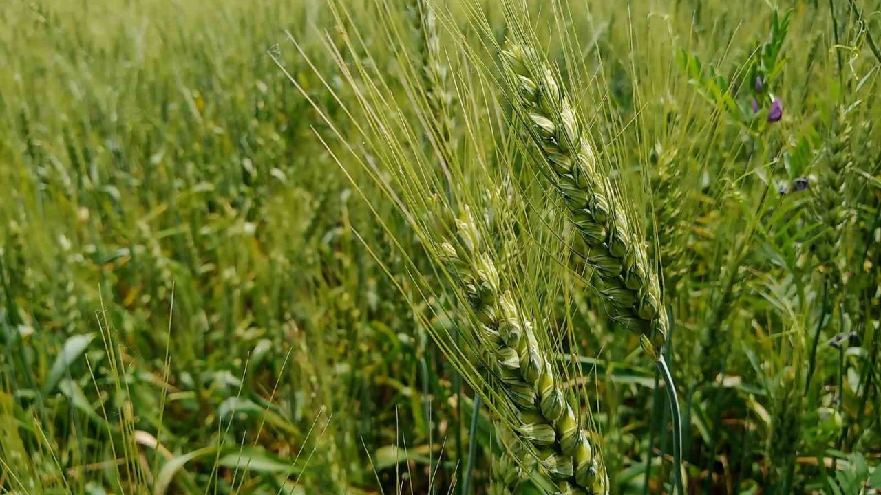 Buğdayda ’süne’ ile mücadele