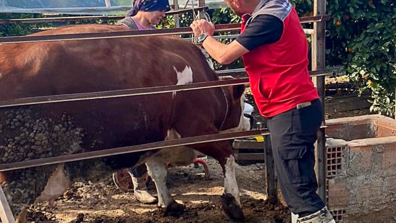 Ekşiliyurt’ta büyükbaş hayvanlar şap aşısıyla koruma altında