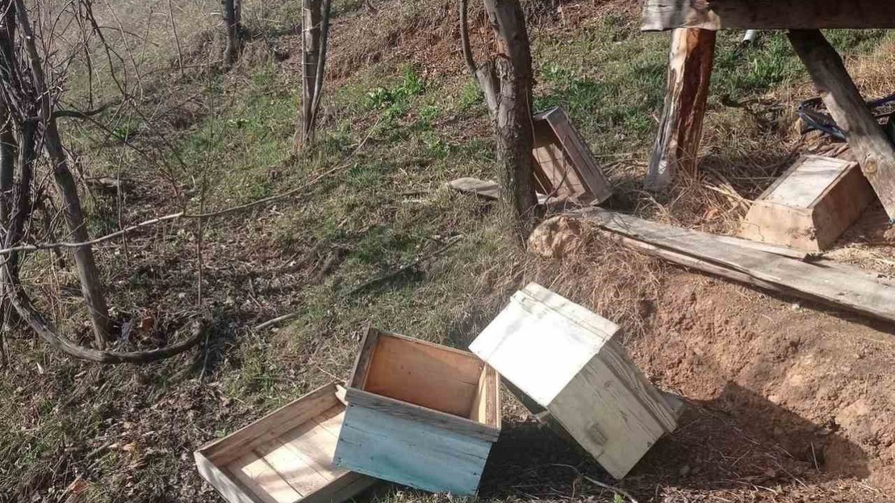 Artvin’de kış uykusundan uyanan ayılar yayla evlerini talan etti