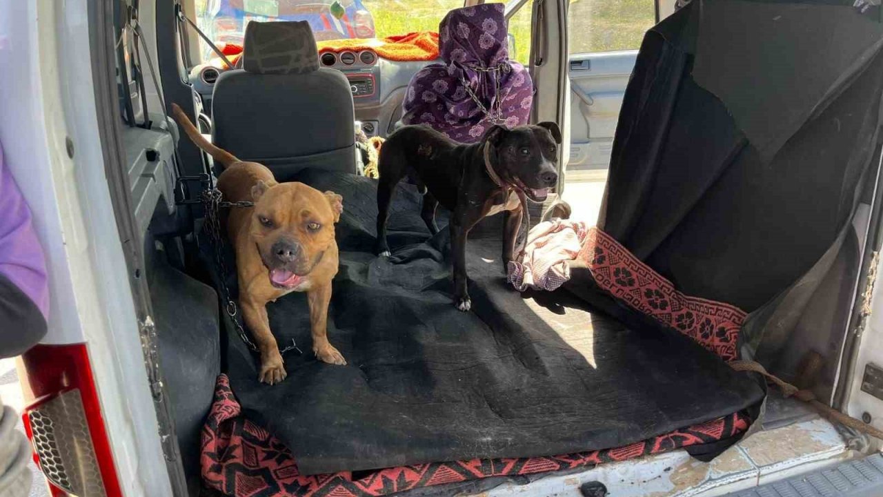 Gaziantep’te jandarma ekipleri yasak ırk 3 köpeğe el koydu