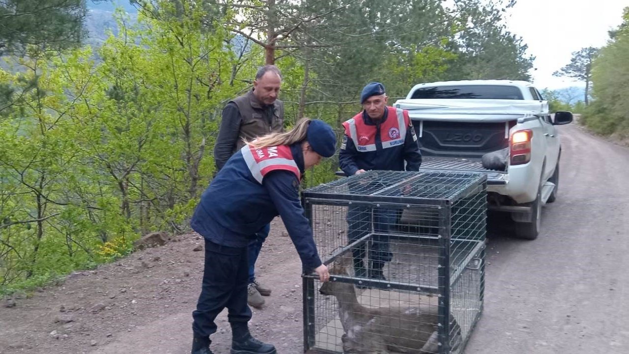 Artvin’de yaralı karaca tedavisinin ardından doğaya bırakıldı