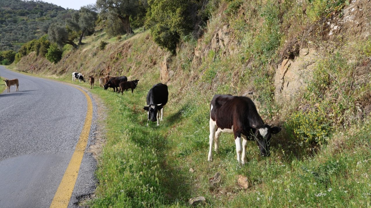 Bahar ayları ile birlikte yol kenarları meraya döndü