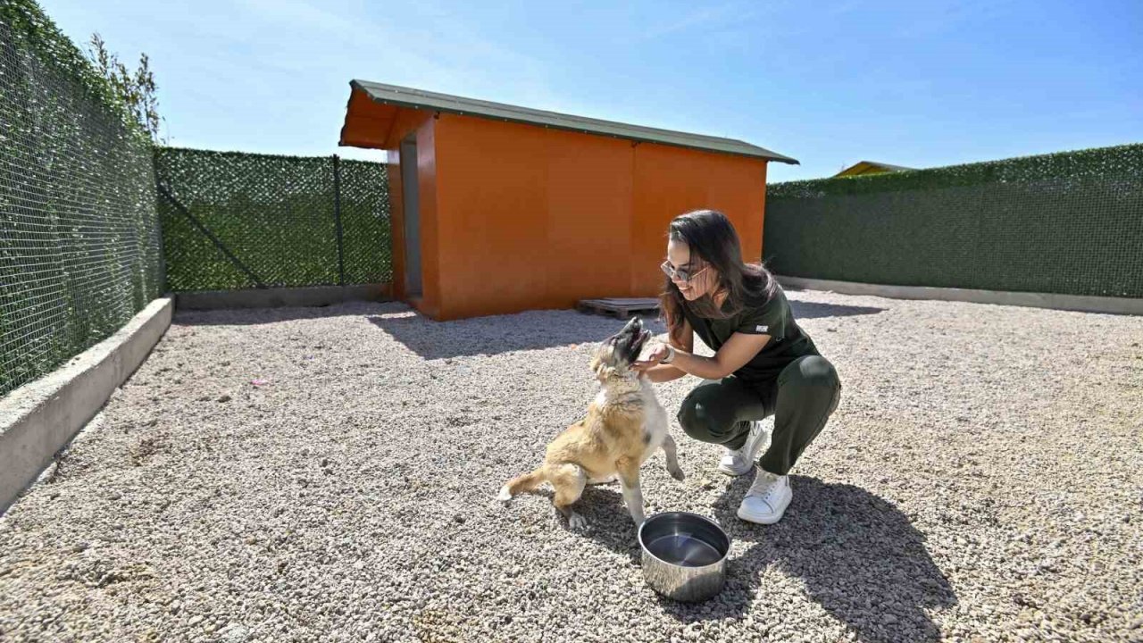 Sokak köpeklerinin özel yaşam alanı