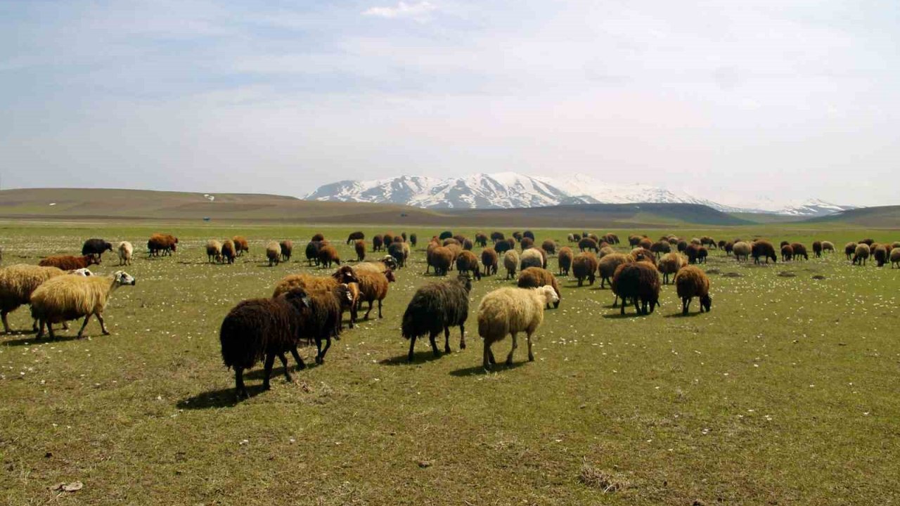 Bayburt’ta meralar küçükbaş hayvanlarla şenlendi