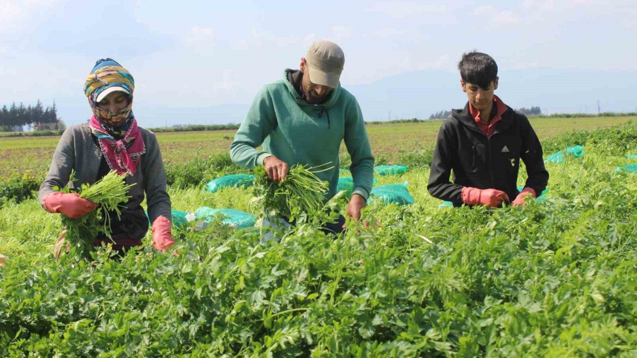 Azimle ve özenle seçilen maydanozda zorlu hasat