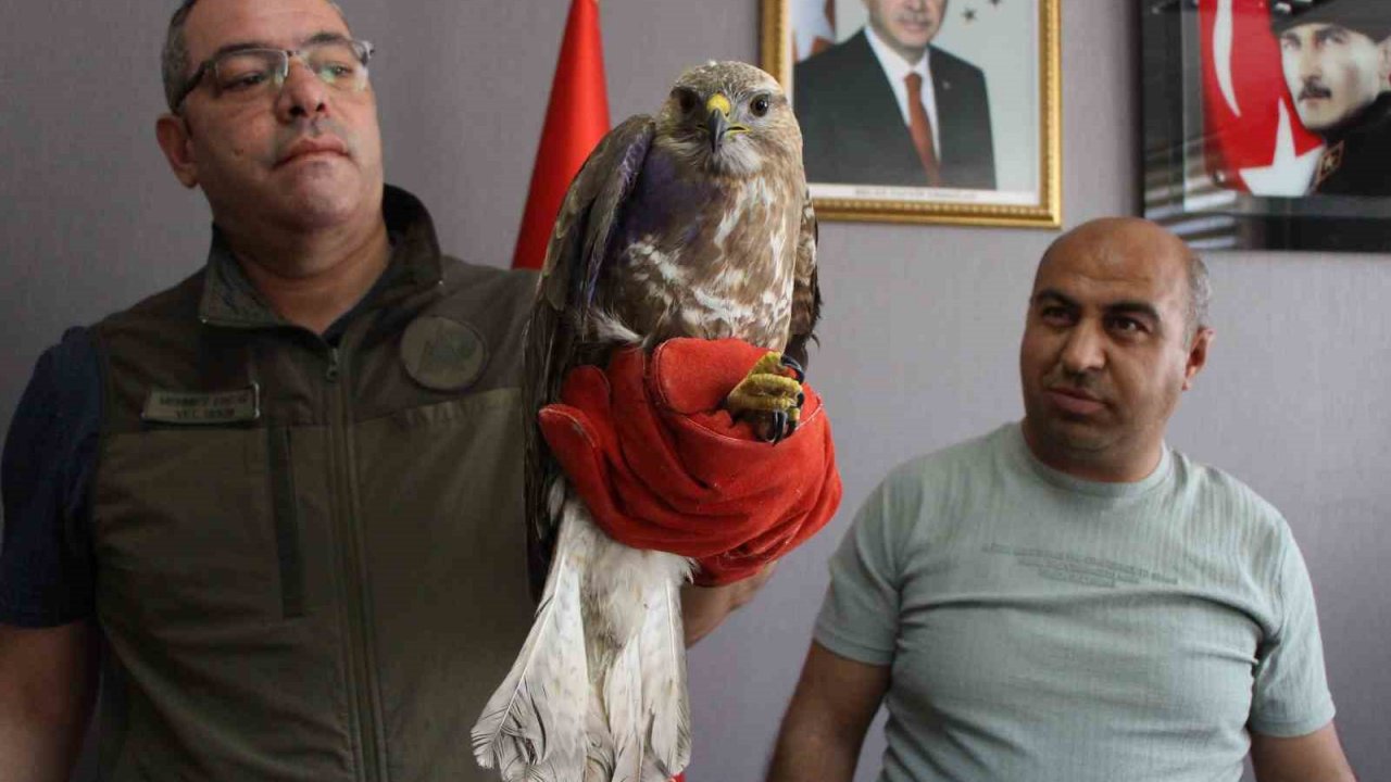 Yaralı şahin ‘Bayram’ tedavi altına alındı