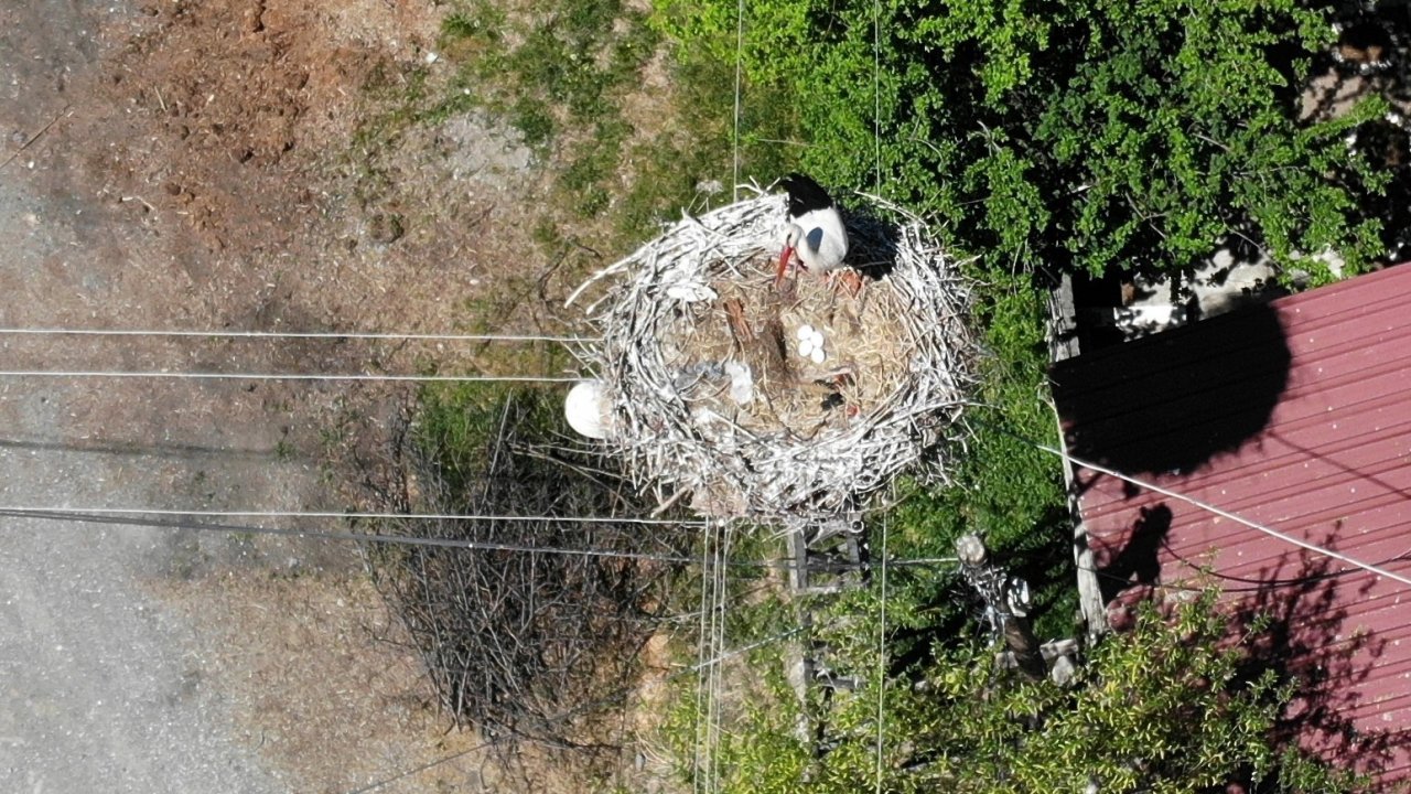 Elektrik direğinin tepesindeki yuva, leylek ailesine 21 yıldır ev sahipliği yapıyor
