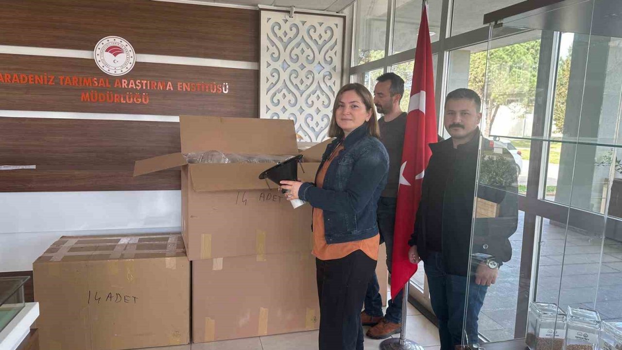 Samsun’da ‘kahverengi kokarca’ ile mücadele: 250 tuzak dağıtıldı