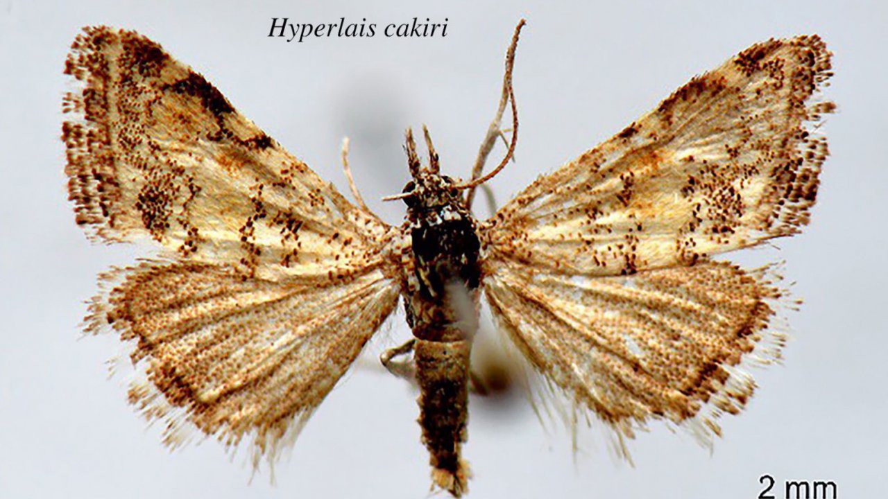 Bitlis Eren ve Batman Üniversitelerinden yeni kelebek türü keşfedildi