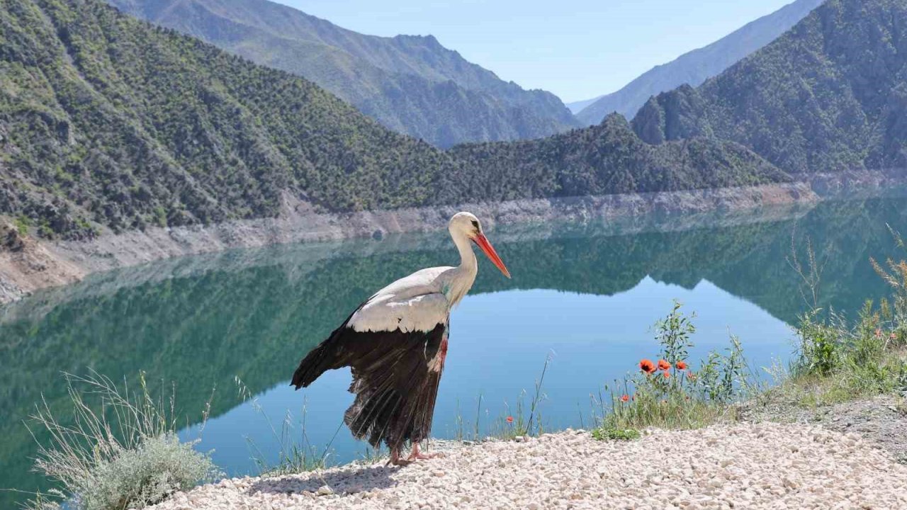 Artvin’de tedavisi tamamlanan leylek doğaya bırakıldı