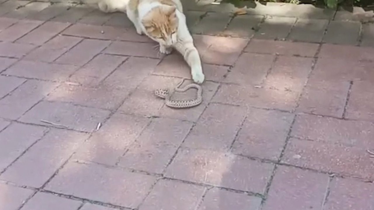 Yılan ile kedinin kavgası kameralarda