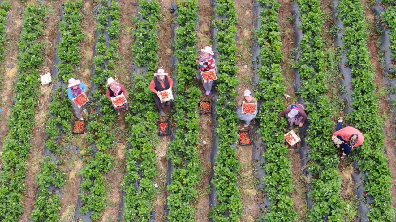 Enkaz kentte yüz güldüren çilek hasadı: Tarladan 70 TL’den alıcı buluyor