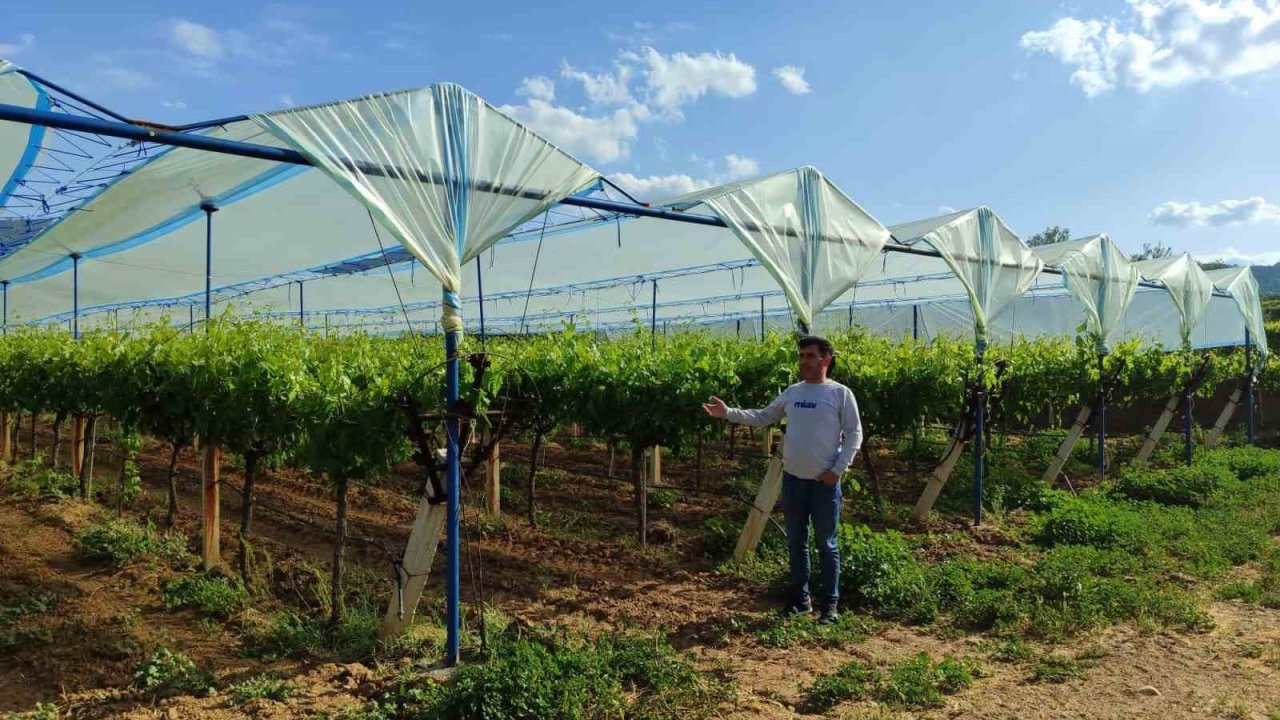 Manisa’nın dünyaca ünlü üzüm bağları örtüyle koruma altına alınıyor