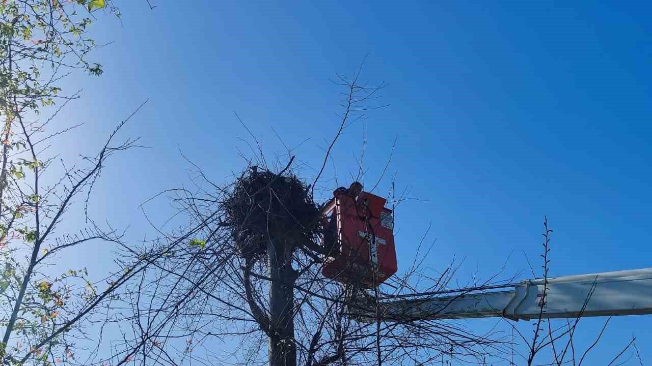 Yuvasına giremeyen leylek için ağaç budandı