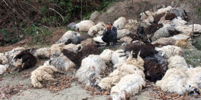 Kars’ta Kurtlar sürüye saldırdı,90 Koyun Telef oldu.