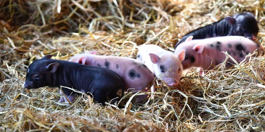 Susuz Küçük Çatak'da  Yaban Domuzu Yavrularıyla Birlikte Görüntülendi !