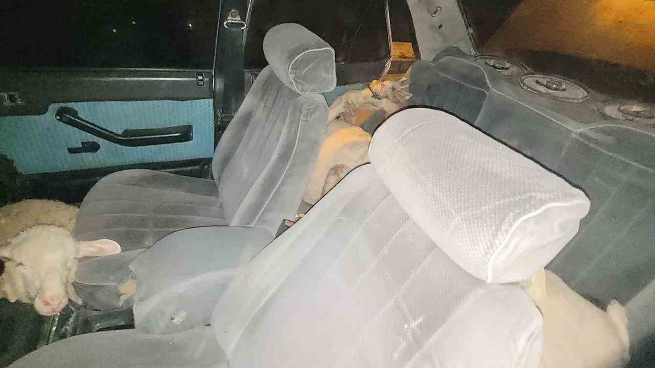 Karaman’da polisten kaçan otomobilde 7 çalıntı koyun çıktı