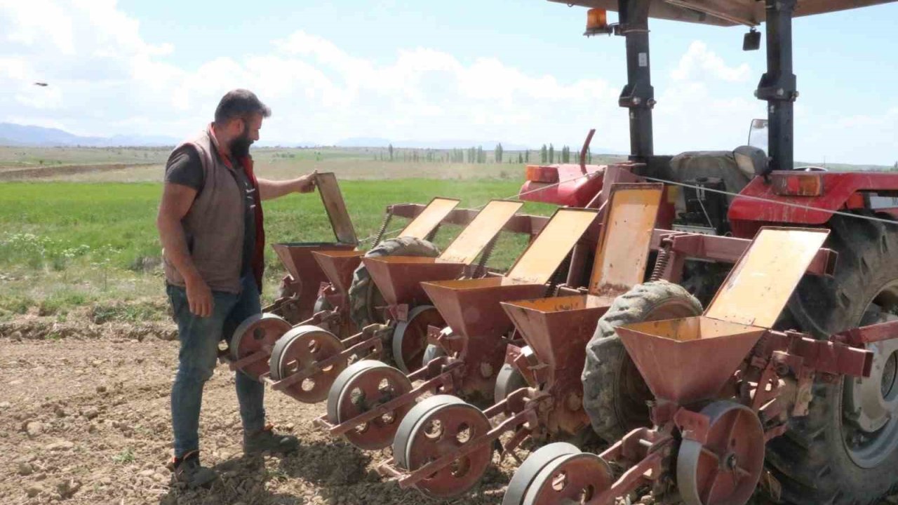 Sandıklı’da bu yıl şeker pancarında 170 bin ton rekolte bekleniyor