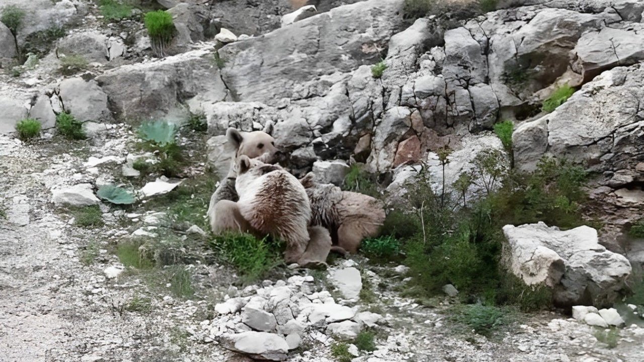 Tunceli’de anne ayı, yavrularını emzirirken görüntülendi
