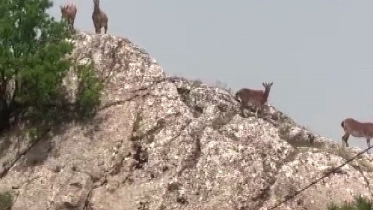 Dağ keçileri sürü halinde Harput’ta görüntülendi
