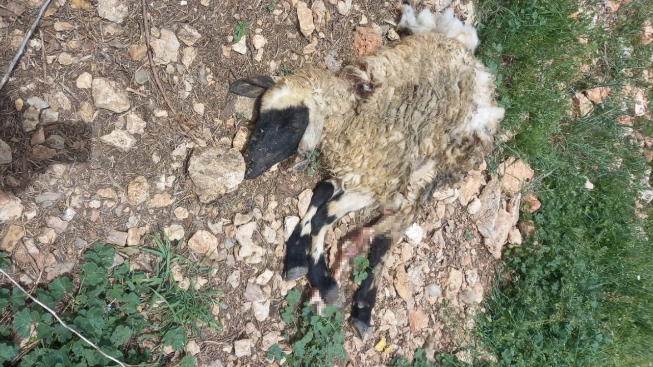 Tunceli’de sürüye saldıran kurt, çok sayıda koyunu telef etti