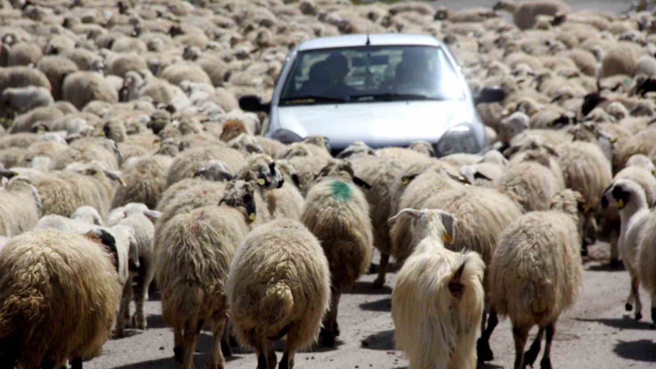 Koyun sürüsü karayoluna çıktı, sürücüler şaştı
