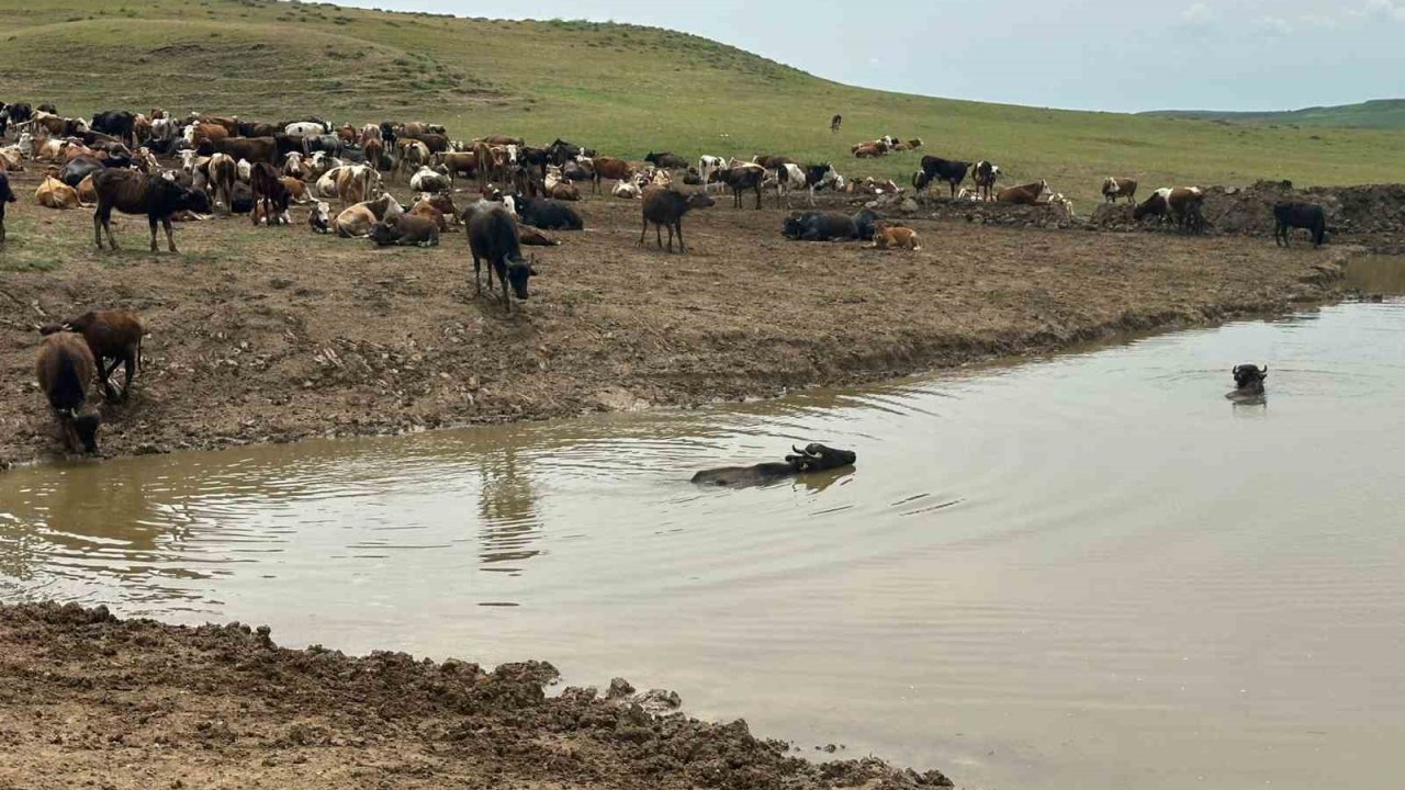 Diyarbakır’da hayvanların içme suyunun karşılandığı göletler onarılıyor