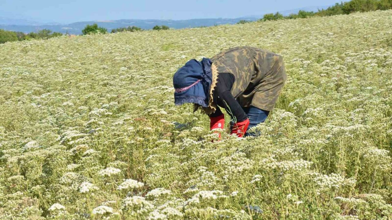 Kekik üreticisi üretimden vazgeçiyor