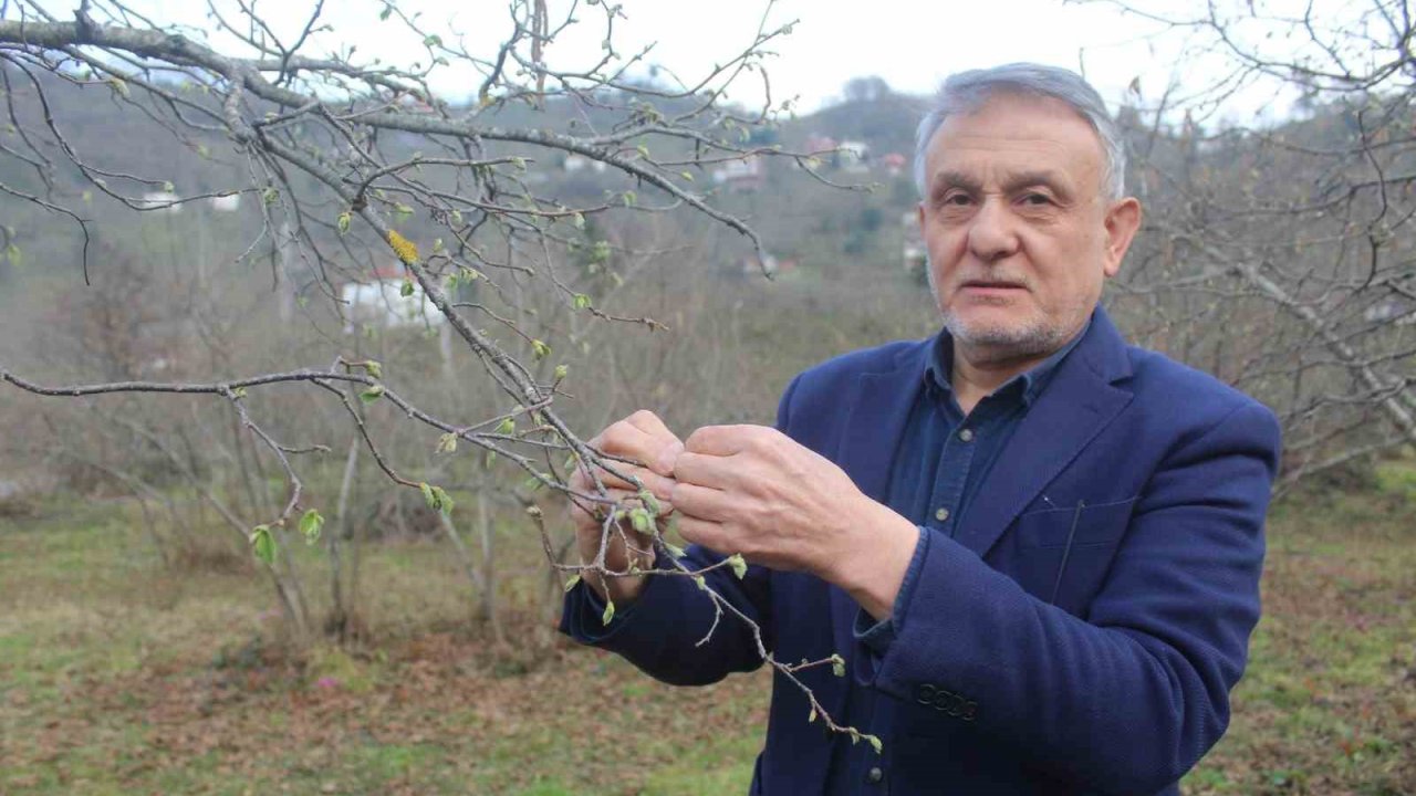 Fındıkta rekolte tartışması başladı