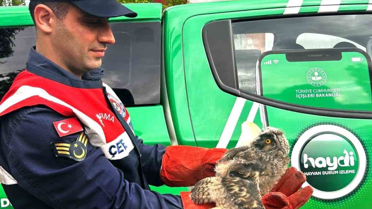 Ağrı’da yaralı halde bulunan baykuş tedavi altına alındı
