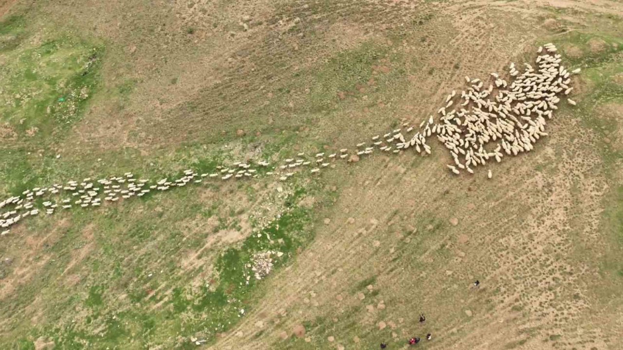 Süt kuzularının heyecanı eşsiz görüntüler oluşturdu