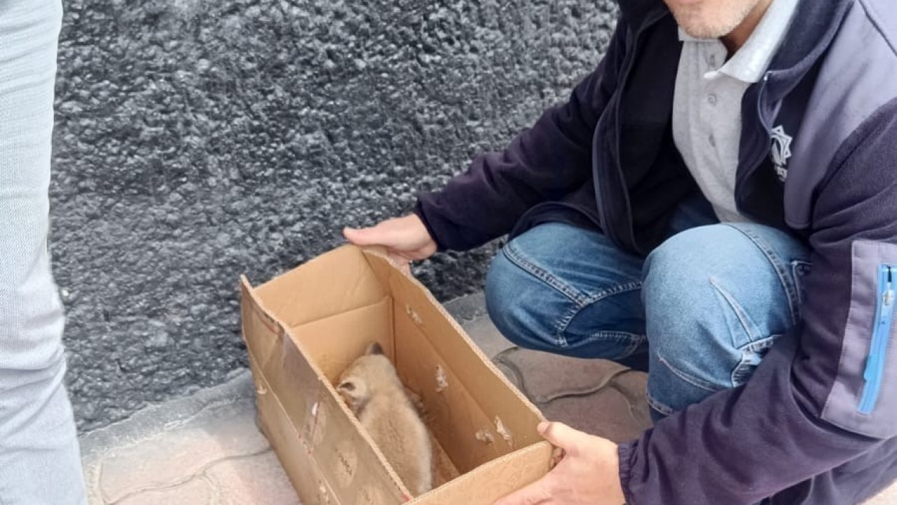 Beyşehir’de bitkin vaziyette bulunan tilki yavrusu koruma altına alındı