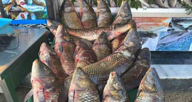 Kars’ta balık avı yasağı başlıyor