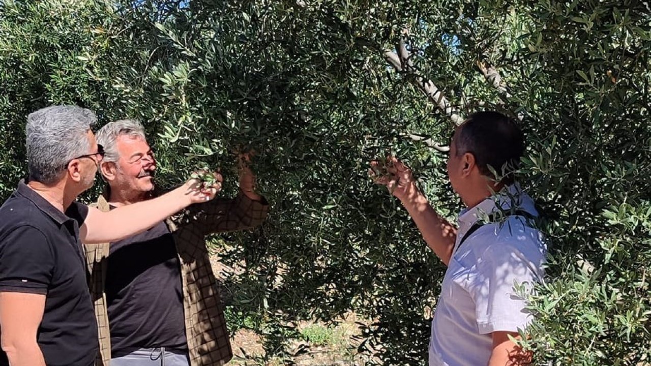 Didim’de zeytin bahçelerinin röntgeni çekildi