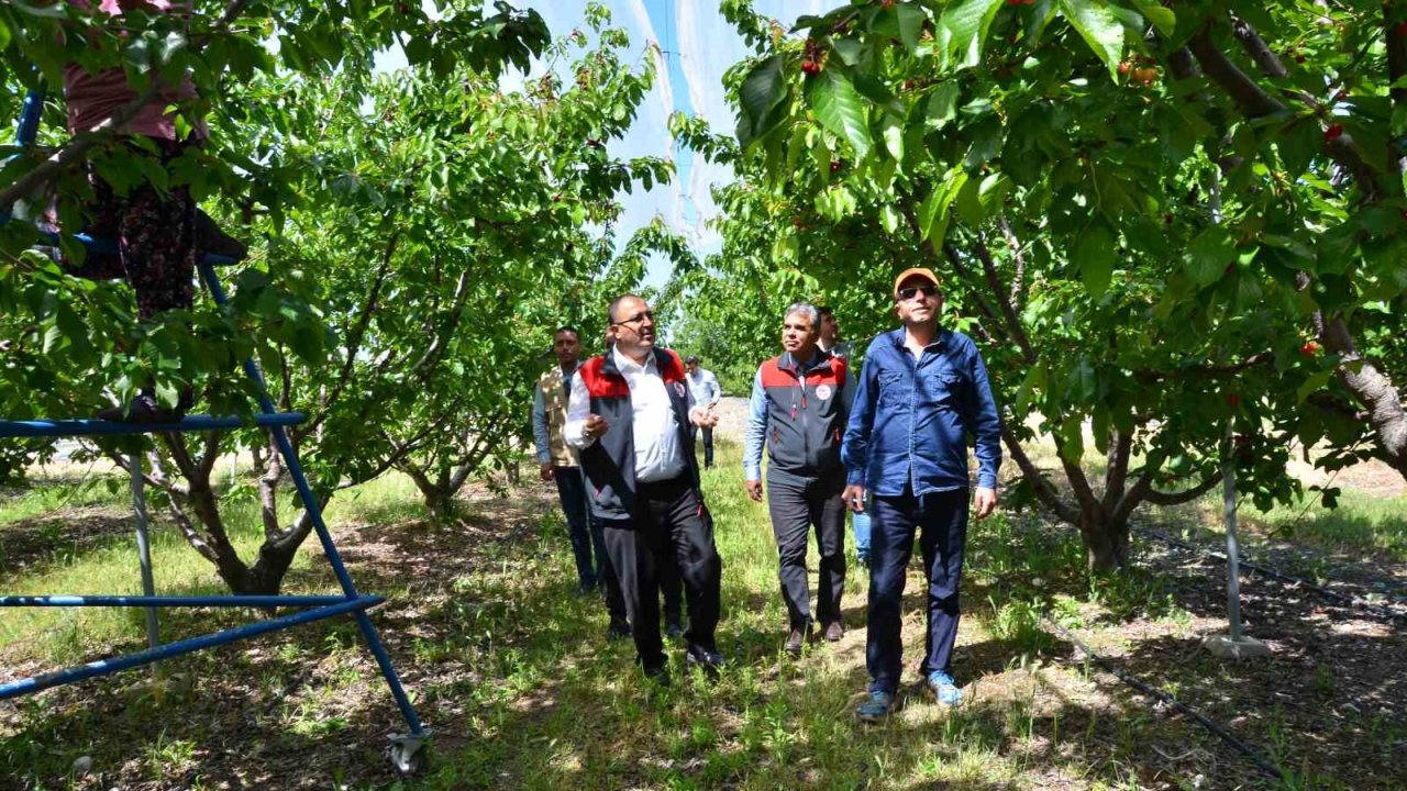 İhracatlık kiraz üretim merkezi Honaz’da bu yıl 5 bin ton rekolte bekleniyor