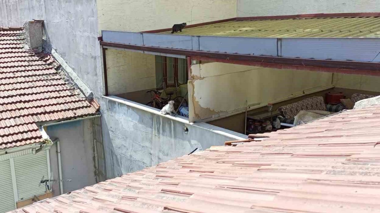Bir haftadır çatıda olan kedi kurtarılmayı bekliyor