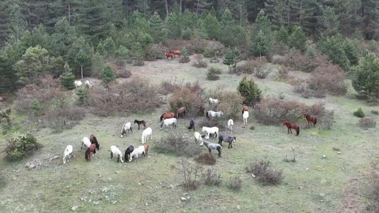 Yaban atları yavruları ile görüntülendi