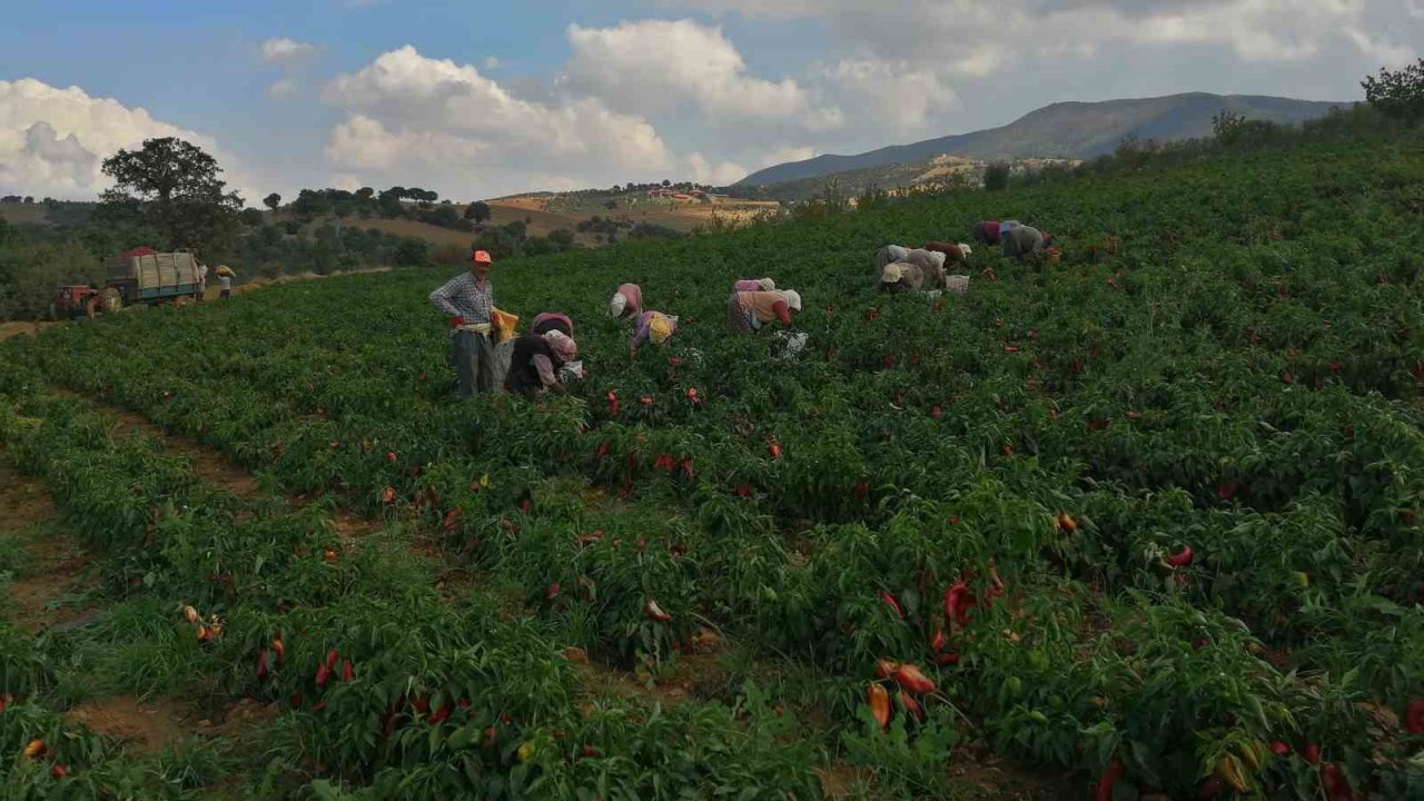 Erzincan kapya biber yetiştiriciliği yaygınlaşıyor