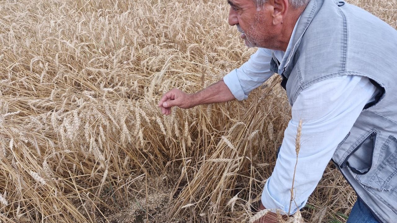 Kuvvetli yağış hasat olgunluğuna gelen buğdaya zarar verdi