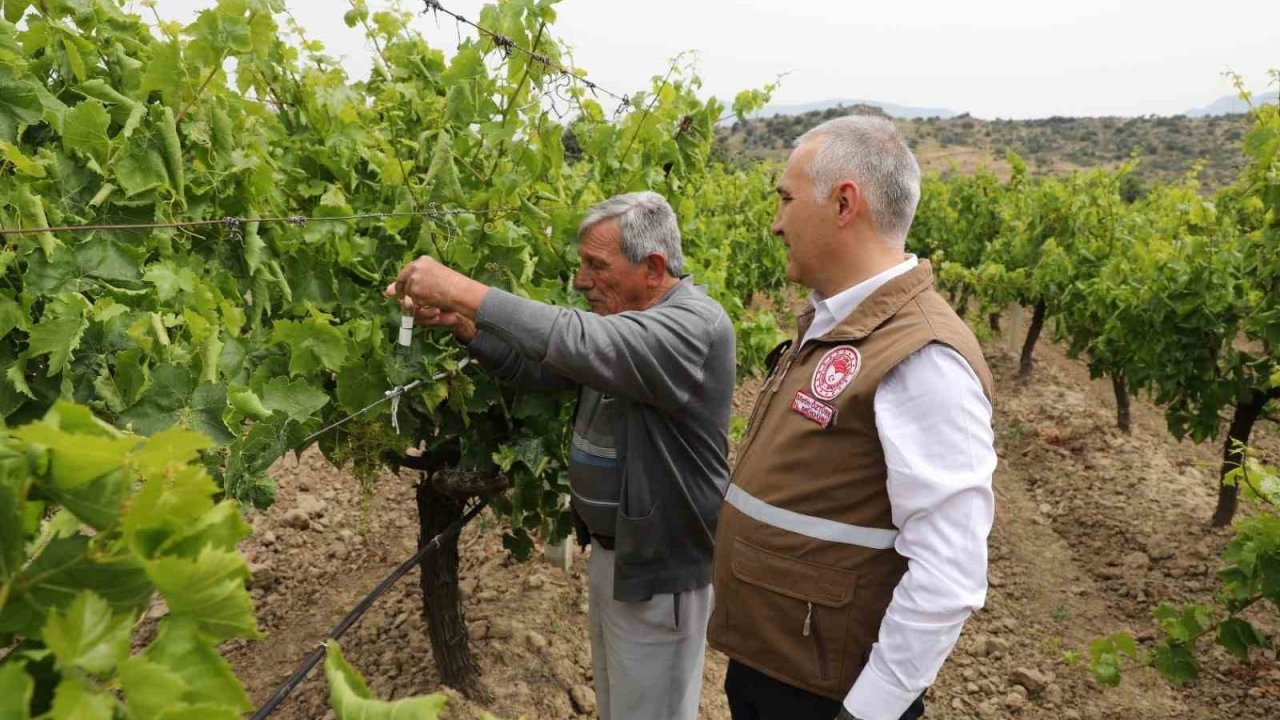 Manisa’da istilacı kokarcaya karşı ‘Samuray Arıcığı’ salımı yapıldı