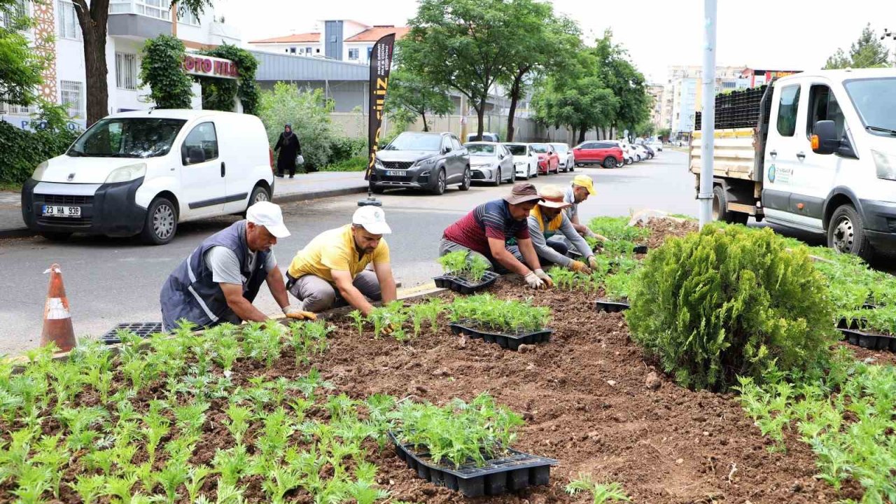 Bağlar’da refüjlere kadife çiçekleri dikildi