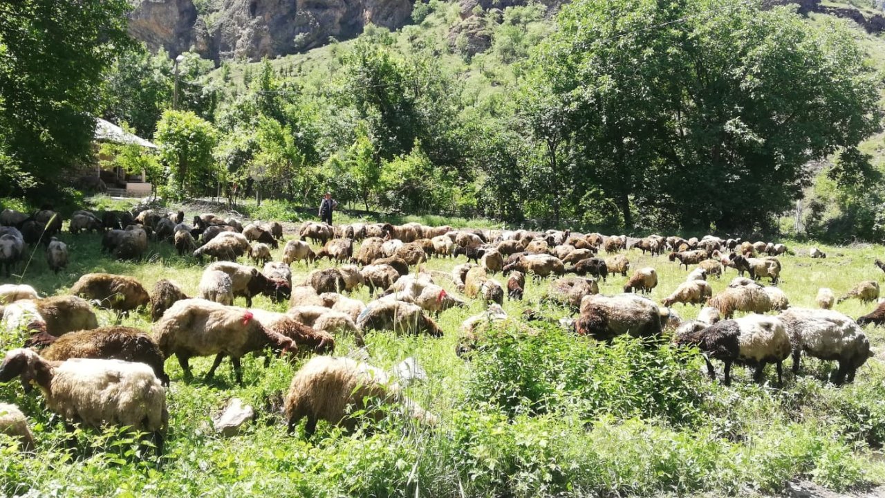 Hakkari’de tır devrildi, onlarca koyun telef oldu