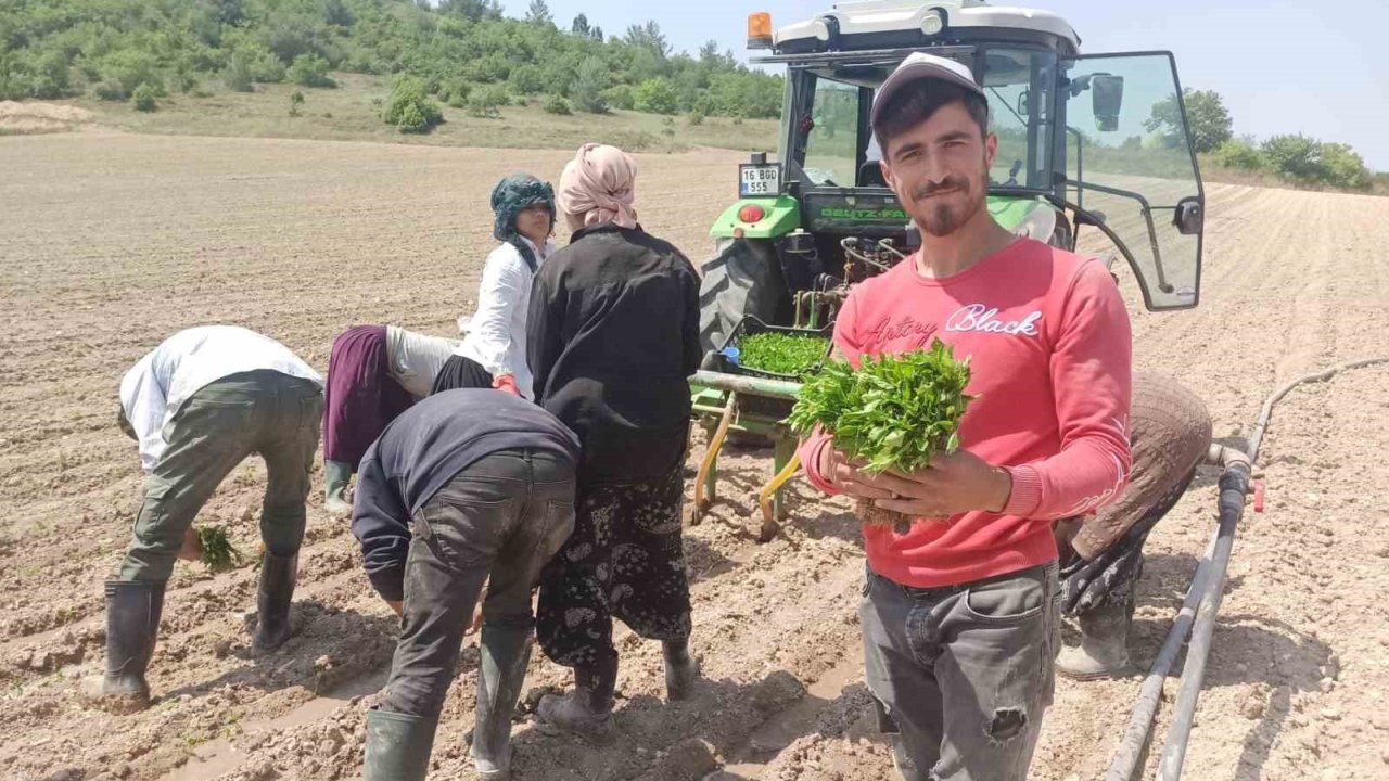 Yeşil altın fideleri toprakla buluştu