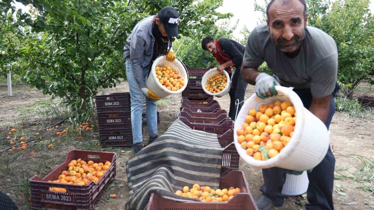 Enkaz kentte kayısı hasadı: Tarladan 20 TL’ye yurt içine, 25 TL’den yurt dışına satılıyor