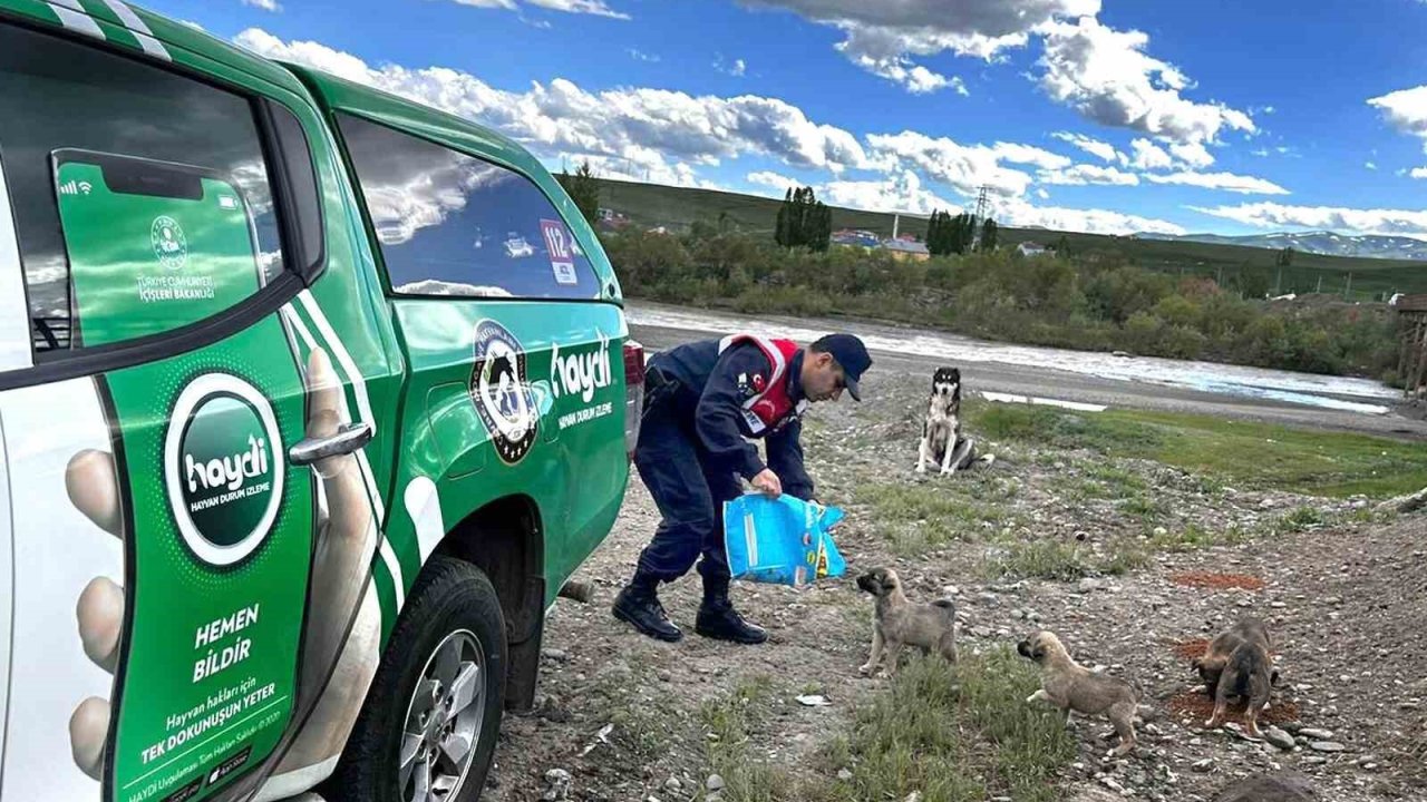 Ağrı’da sokak hayvanları unutulmadı