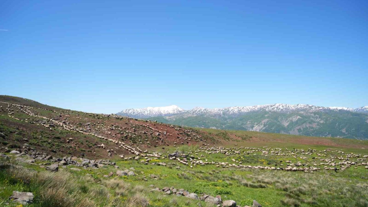 Şenyayla çocuk ve kuzularla şenlendi