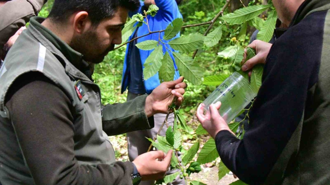 Karadeniz’de kestanede verimini düşüren gal arılarına karşı biyolojik mücadele sürüyor