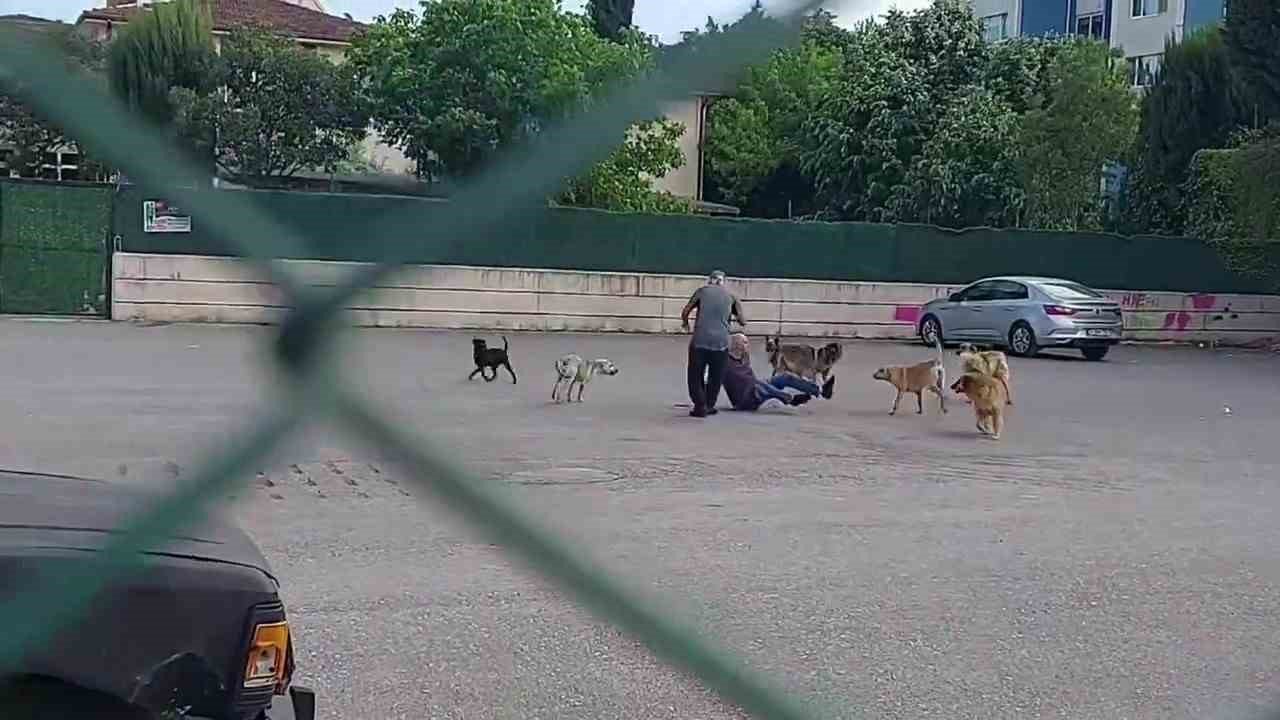 Sokak ortasında 10 köpeğin saldırısına uğradı