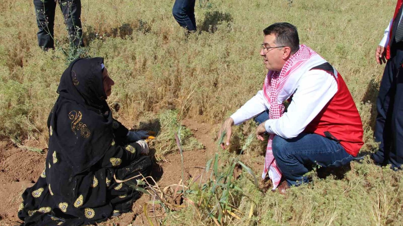 Şanlıurfa’da kimyon hasadı başladı